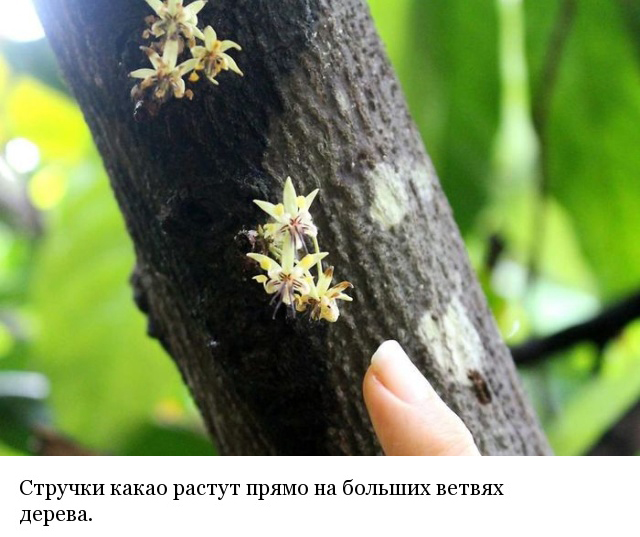 Как и из чего делают шоколад Как и из чего делают шоколад