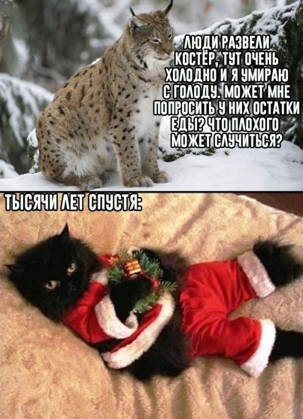 Прикольные картинки