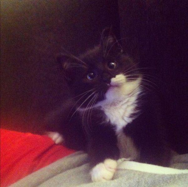 Забавные и симпатичные котэ