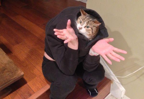 Забавные и симпатичные котэ