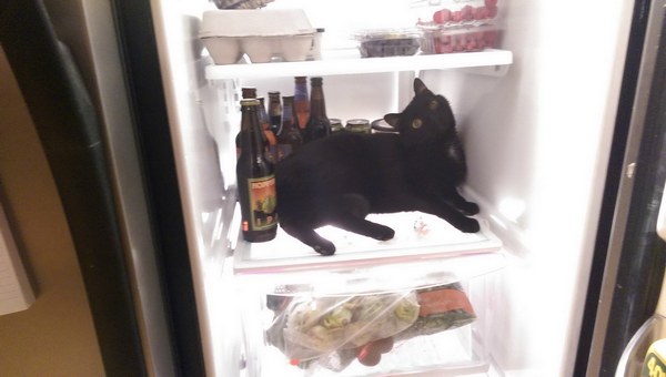 Забавные и симпатичные котэ