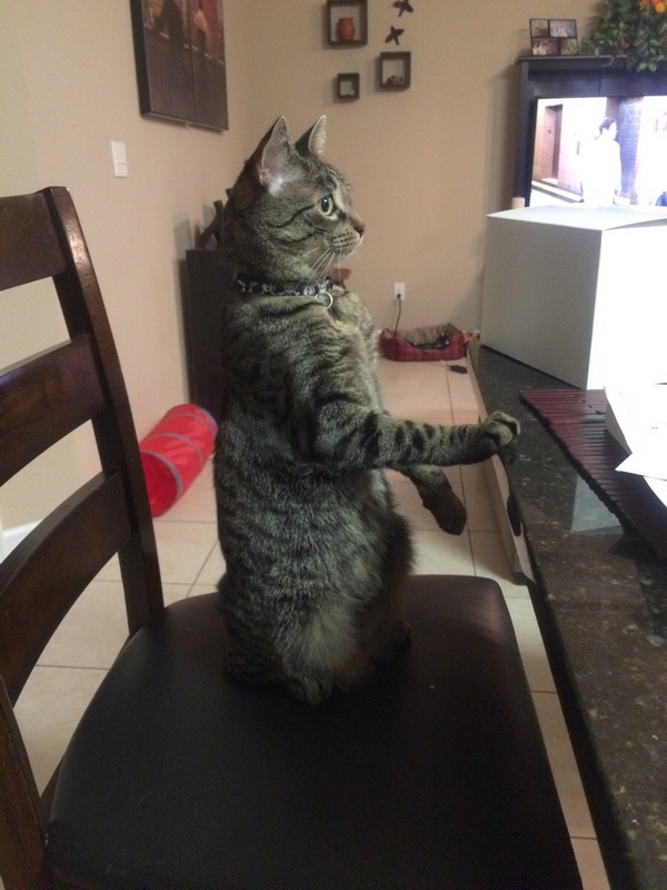 Забавные и симпатичные котэ