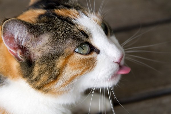 Забавные и симпатичные котэ