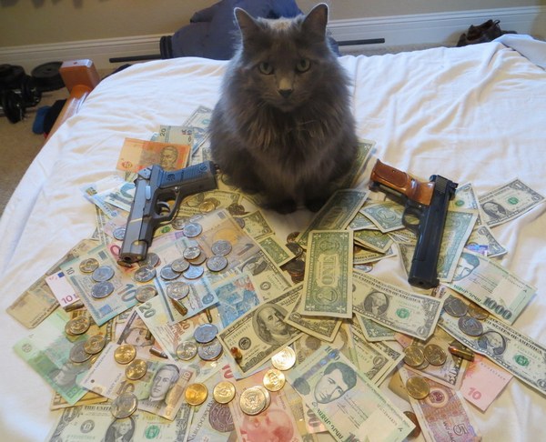 Забавные и симпатичные котэ
