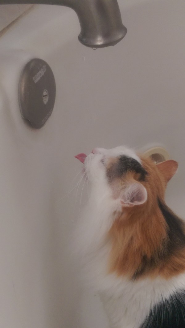 Забавные и симпатичные котэ