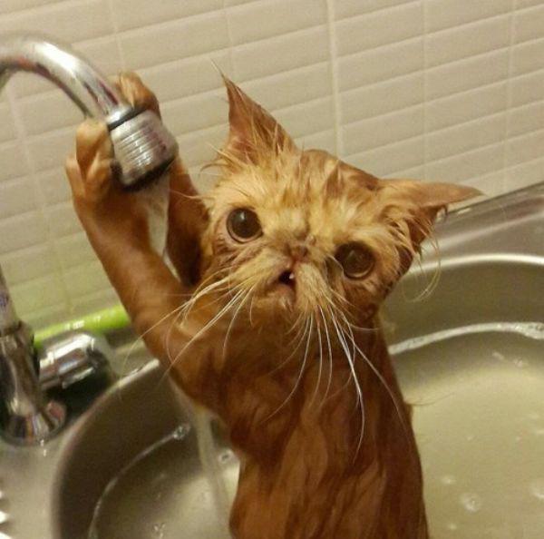 Забавные и симпатичные котэ