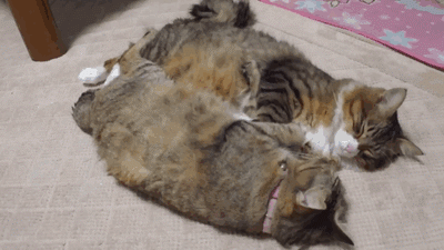 Забавные и симпатичные котэ