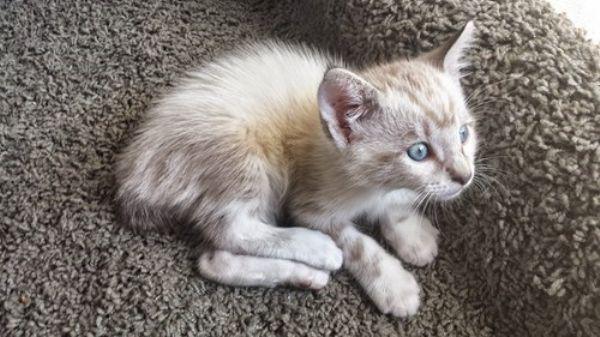 Забавные и симпатичные котэ