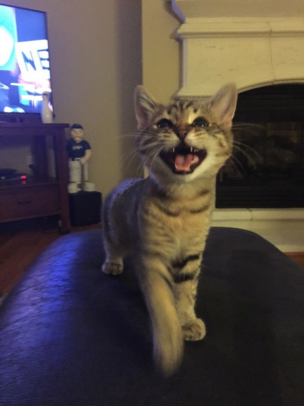 Забавные и симпатичные котэ