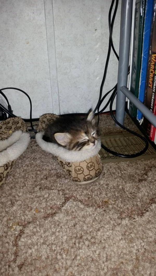 Забавные и симпатичные котэ