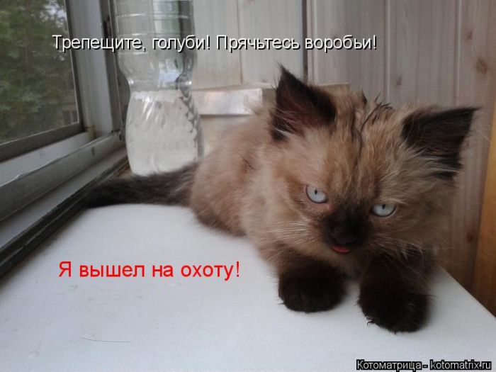Лучшие котоматрицы недели