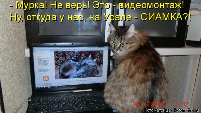 Лучшие котоматрицы недели