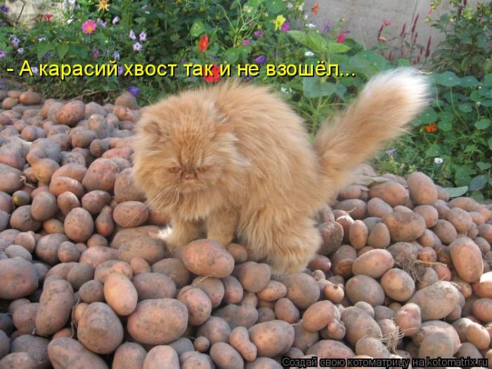 Лучшие котоматрицы недели