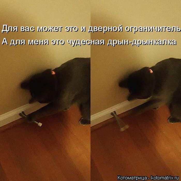 Лучшие котоматрицы недели