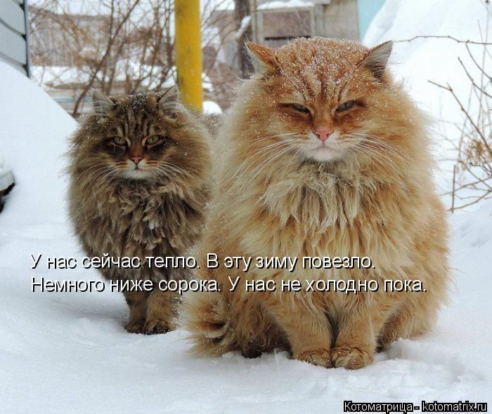 Лучшие котоматрицы недели
