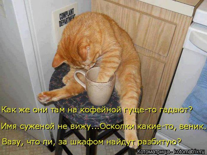 Лучшие котоматрицы недели