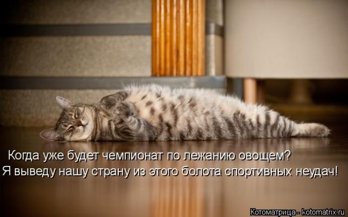 Лучшие котоматрицы недели