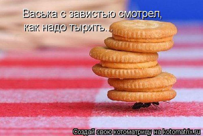 Лучшие котоматрицы недели