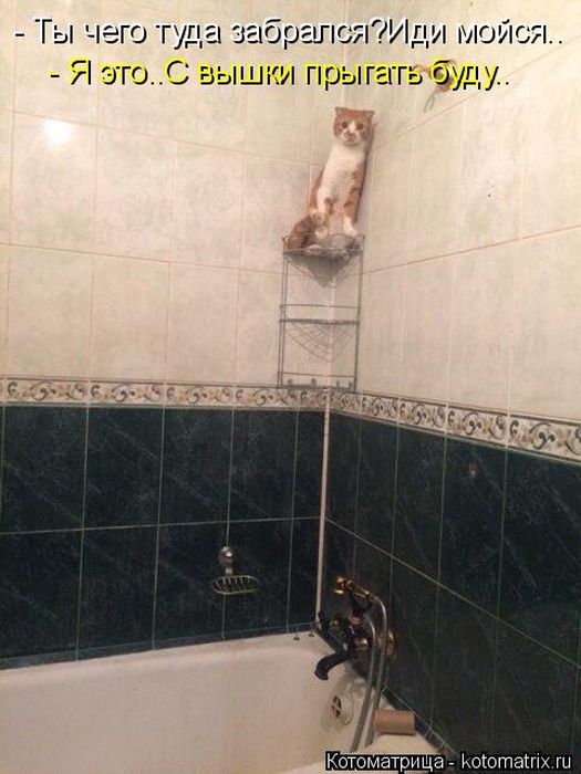 Лучшие котоматрицы недели