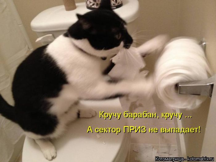 Лучшие котоматрицы недели