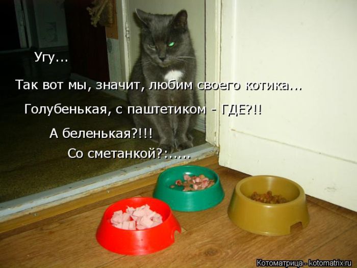 Лучшие котоматрицы недели
