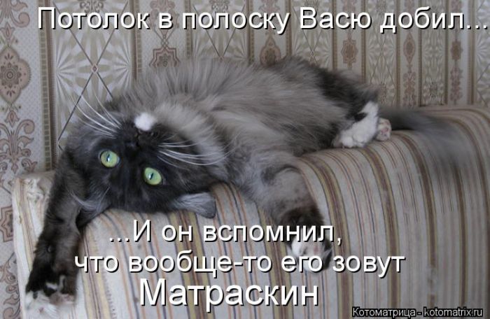 Лучшие котоматрицы недели