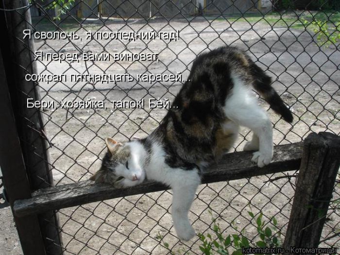Лучшие котоматрицы недели