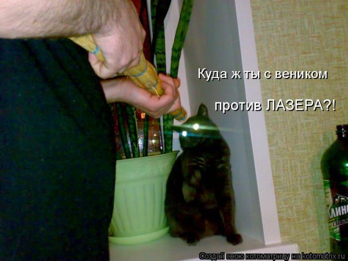 Лучшие котоматрицы недели
