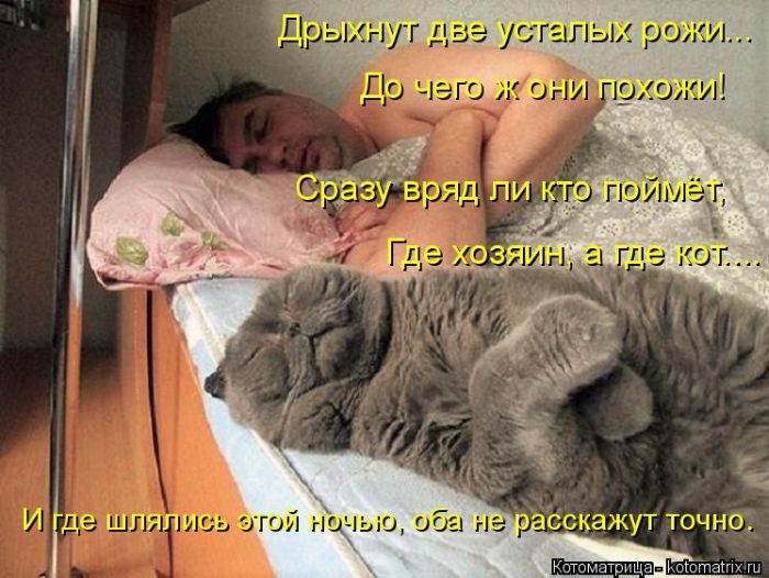 Лучшие котоматрицы недели