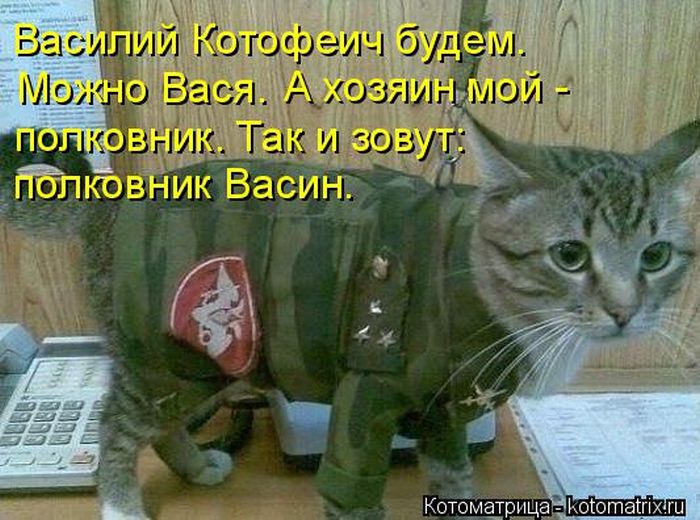 Лучшие котоматрицы недели