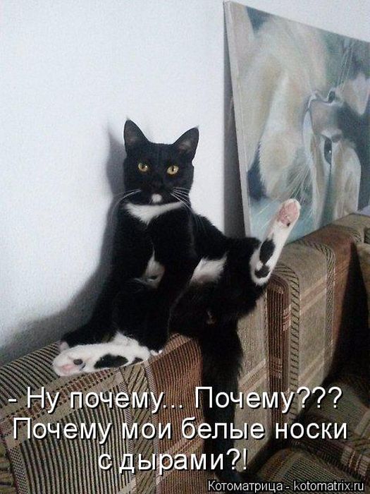 Лучшие котоматрицы недели