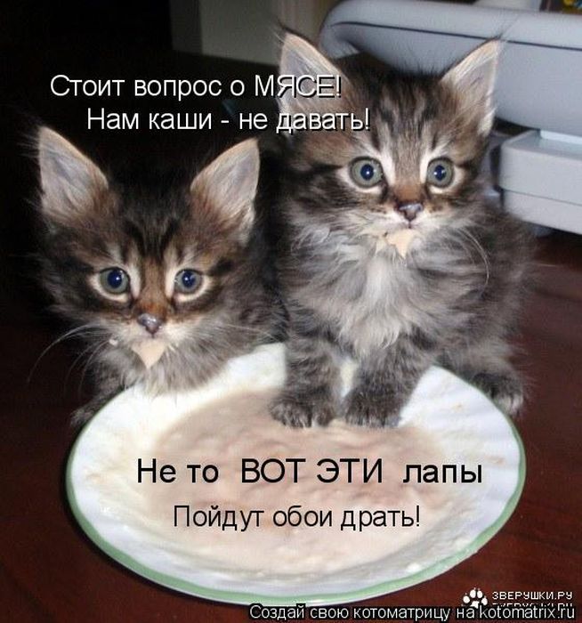 Лучшие котоматрицы недели