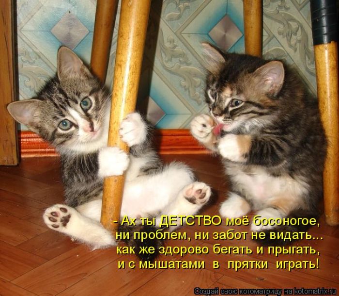 Лучшие котоматрицы недели