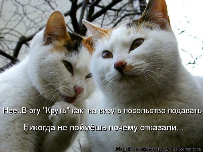 Лучшие котоматрицы недели