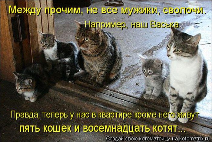 Лучшие котоматрицы недели