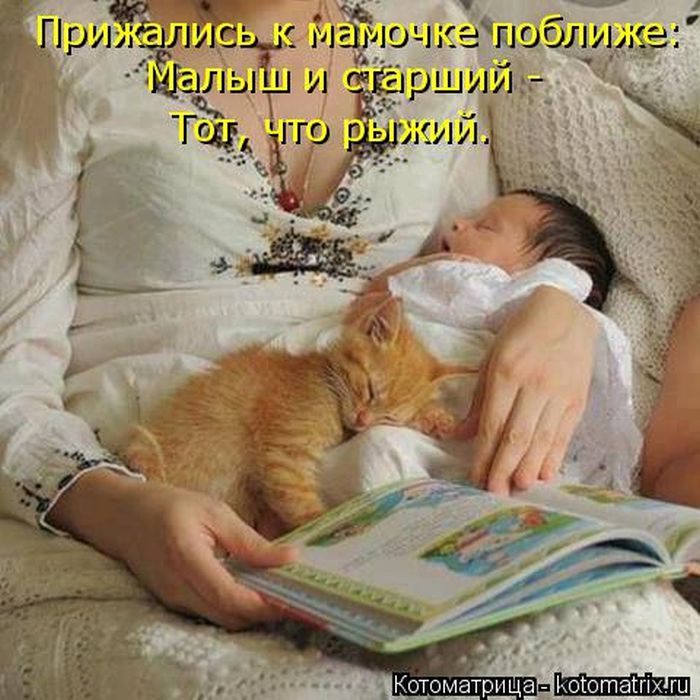 Лучшие котоматрицы недели
