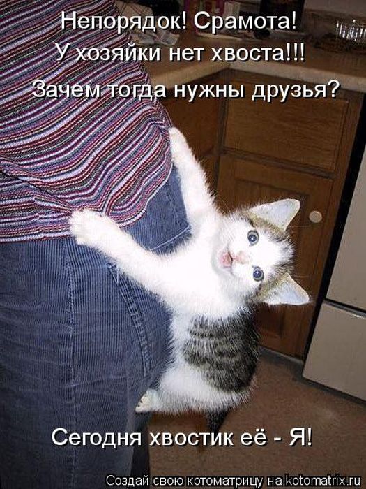 Лучшие котоматрицы недели