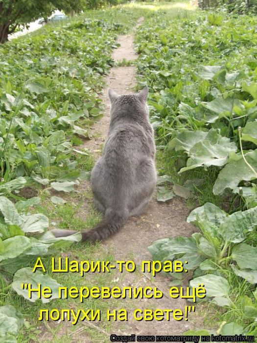 Лучшие котоматрицы недели