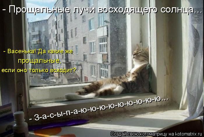 Лучшие котоматрицы недели