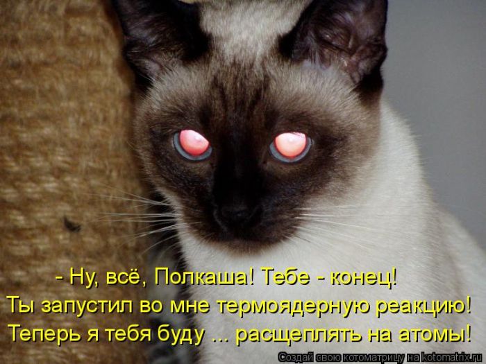 Лучшие котоматрицы недели