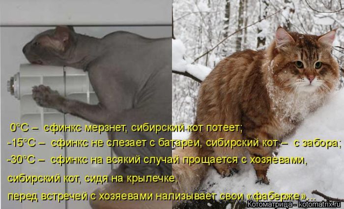 Лучшие котоматрицы недели