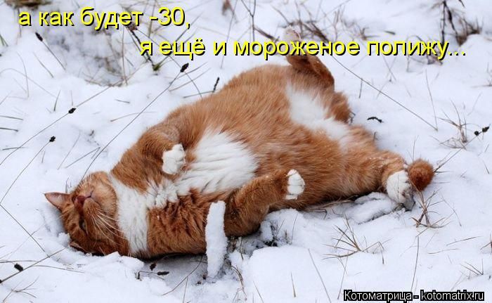 Лучшие котоматрицы недели