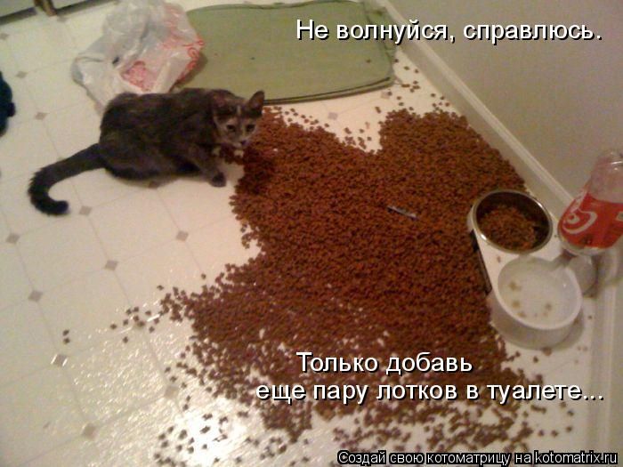 Лучшие котоматрицы недели