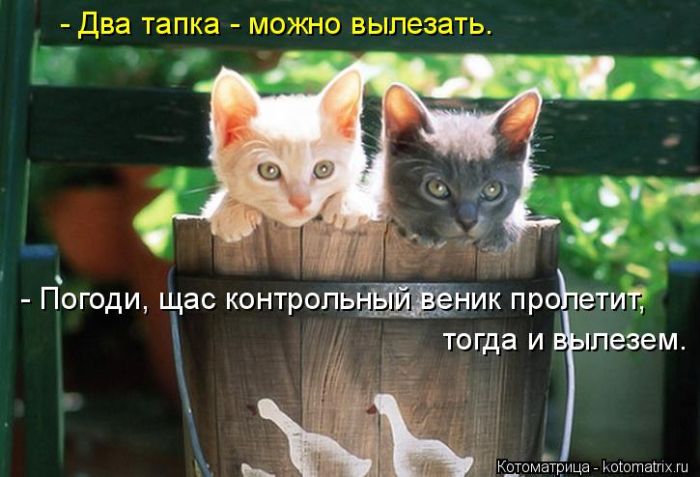Лучшие котоматрицы недели