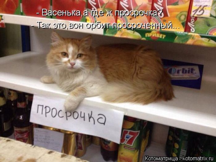 Лучшие котоматрицы недели