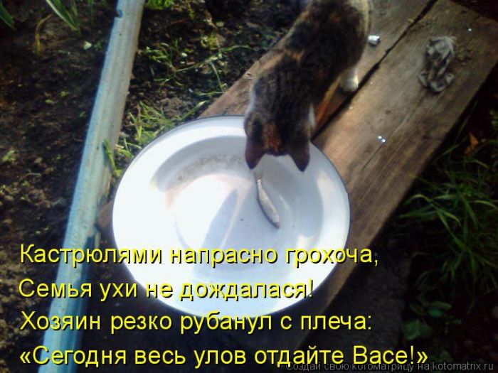 Лучшие котоматрицы недели