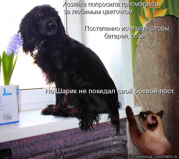 Лучшие котоматрицы недели