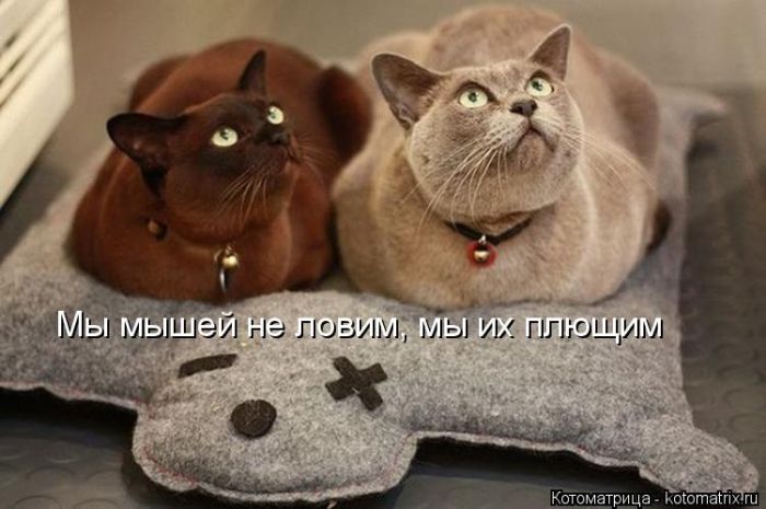 Лучшие котоматрицы недели