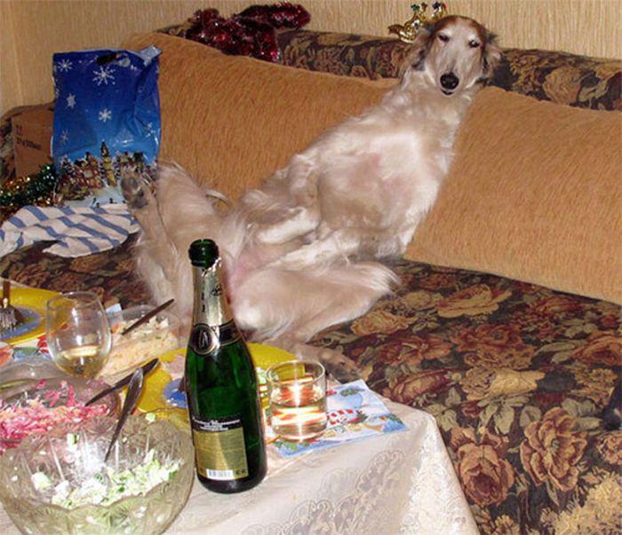 Эти смешные животные