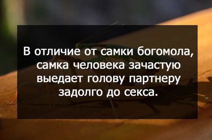 Порция картинок